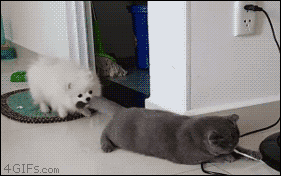 001-funny-gif-342-dog-pulls-on-cats-tail-scottish-fold-dont-care.gif