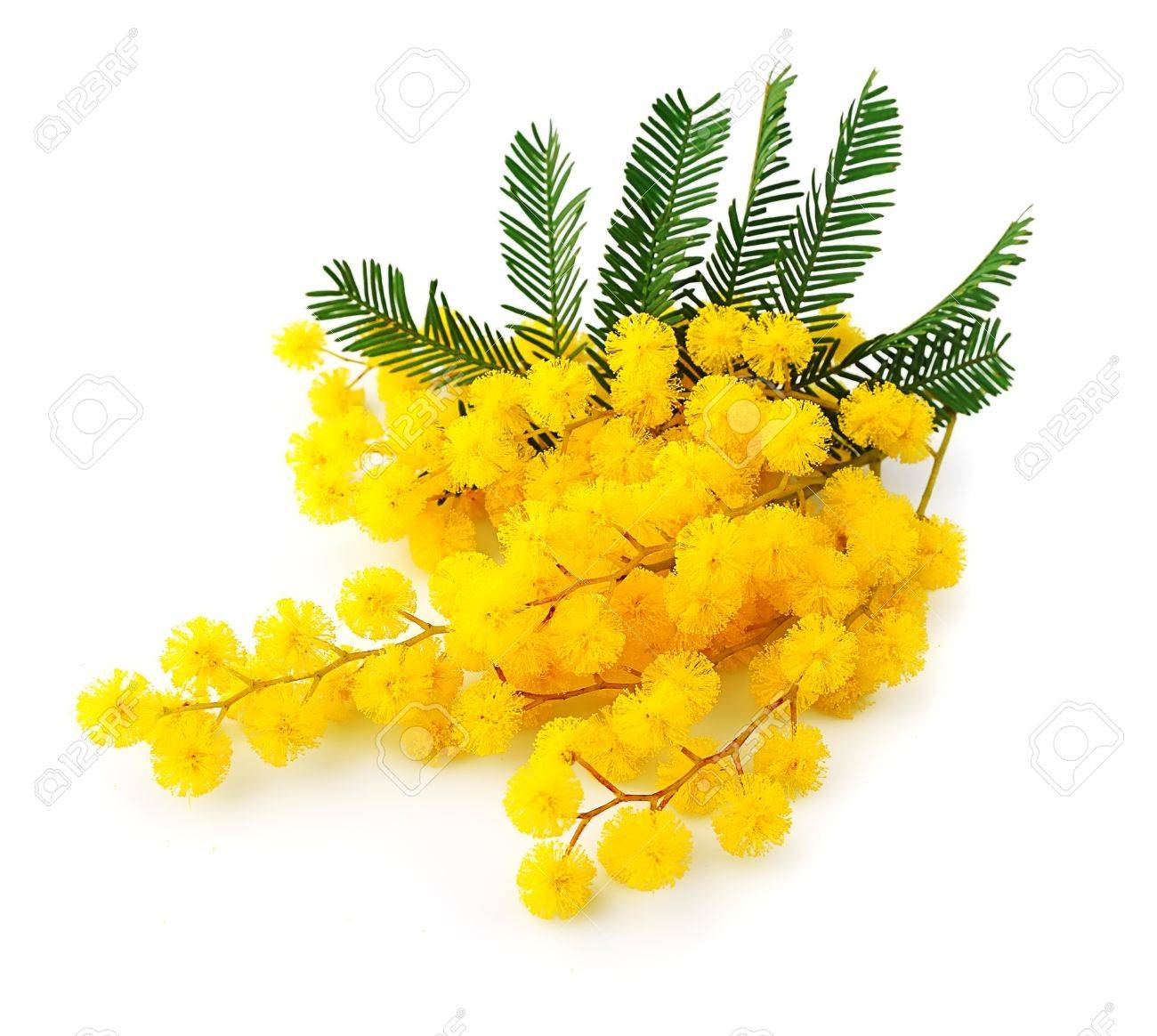 17995575-twig-of-mimosa-flowers-isolated-on-white-spring-flower.jpg