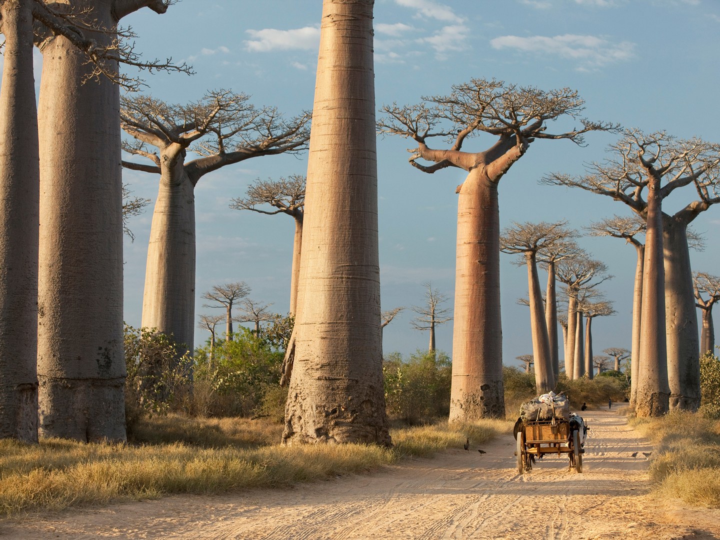 baobabs-madagascar-GettyImages-175167315.jpg