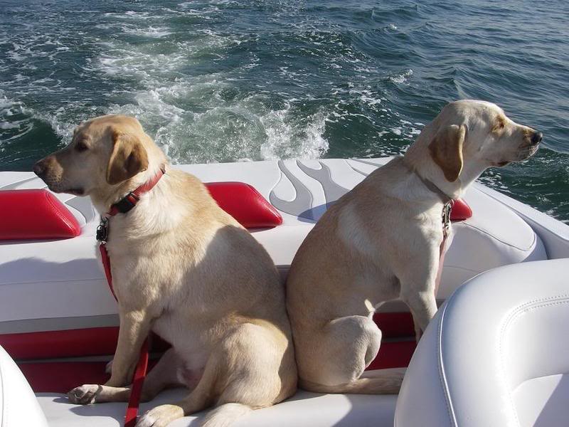 boatdogs014-1.jpg
