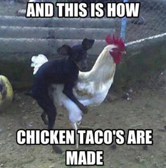 Chicken-Meme-And-this-is-how-chicken-tacos-are-made-Graphic.jpeg
