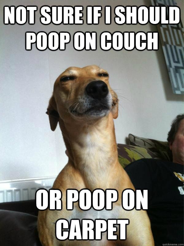 cool-dog-poop-meme.jpg