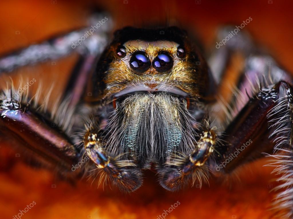 depositphotos_27390207-stock-photo-hyllus-diardy-biggest-jumping-spider.jpg