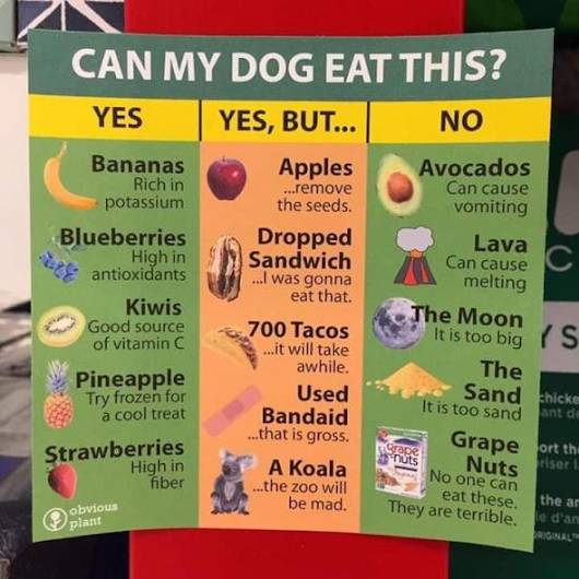 Dog Food.jpg