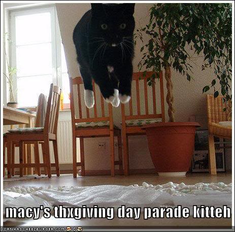 funny-pictures-macys-parade-cat.jpg