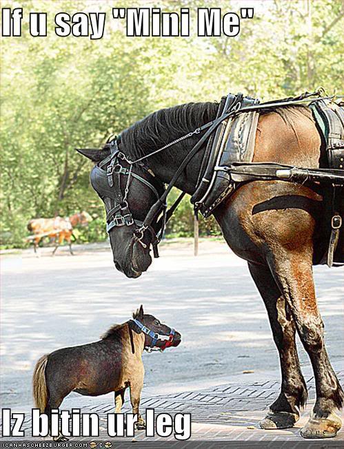 funny-pictures-mini-me-horse-threat.jpg