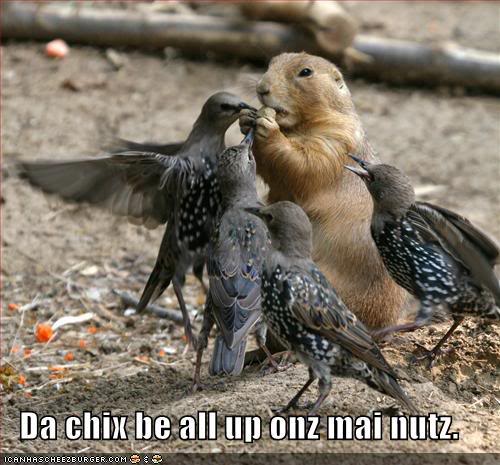 funny-pictures-nuts-birds.jpg