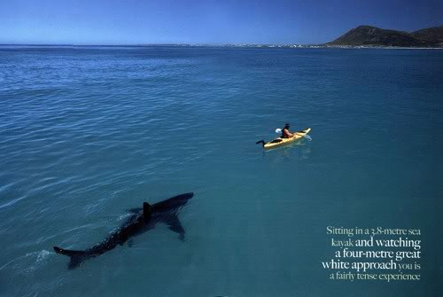 great-white-shark-kayak.jpg