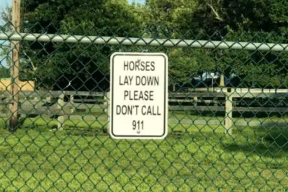 horses-lay-down-yard-signs-1000x667.jpg