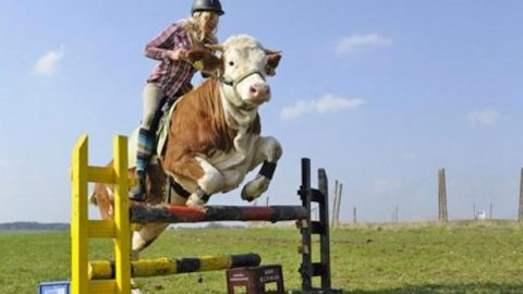 jumping cow.jpg