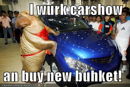 lolrus-funny-picture-carshow-bucket.jpg