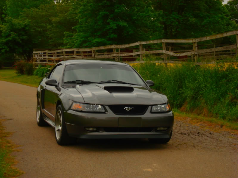 Mustang010.jpg