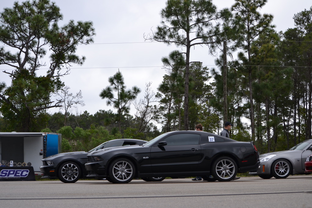 Mustangs3.jpg