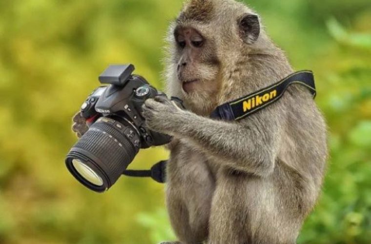 Nikon-Monkey-760x500.jpg
