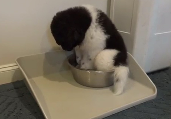 puppy_sits_in_water_dish.jpg