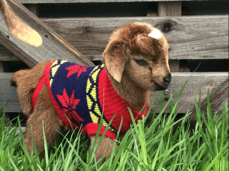 pygmy-baby-goat-red-sweater-785x588.png