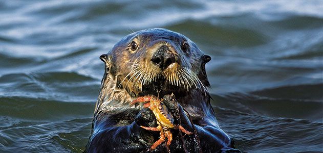 Sea-Otters-feasting-on-crab-631.jpg