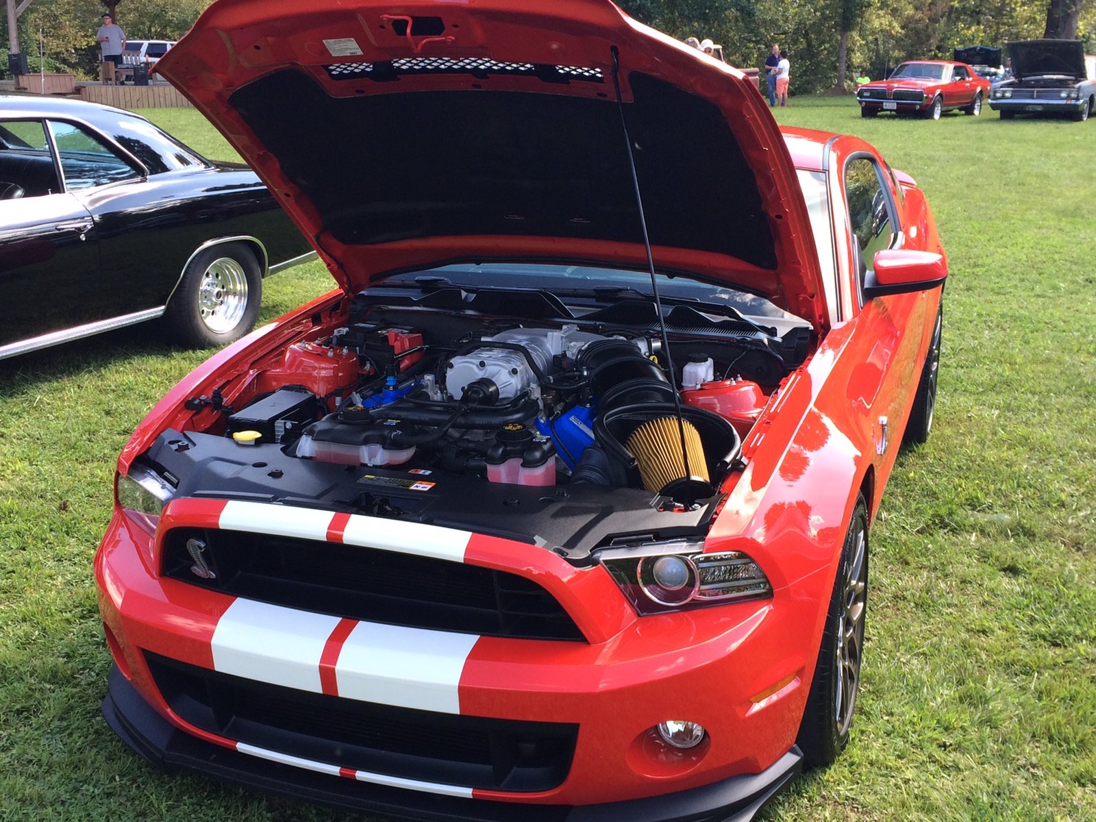 Shelby front.jpg
