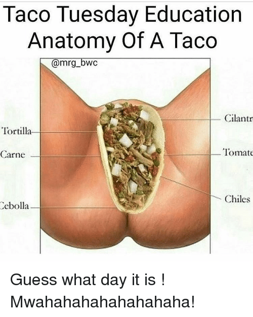 taco-tuesday-education-anatomy-of-a-taco-mrg-bwc-cilantr-12788817.png