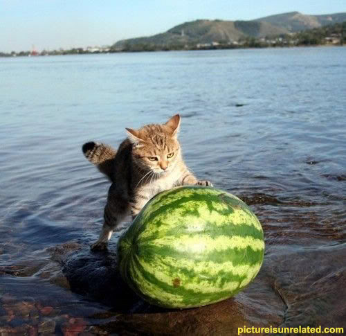 wtf_pics-watermelon-cat.jpg